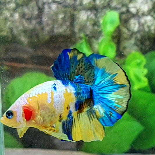 Yellow Blue Galaxy HMPK Male