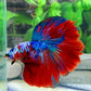 Multicolor Red Galaxy Halfmoon Male