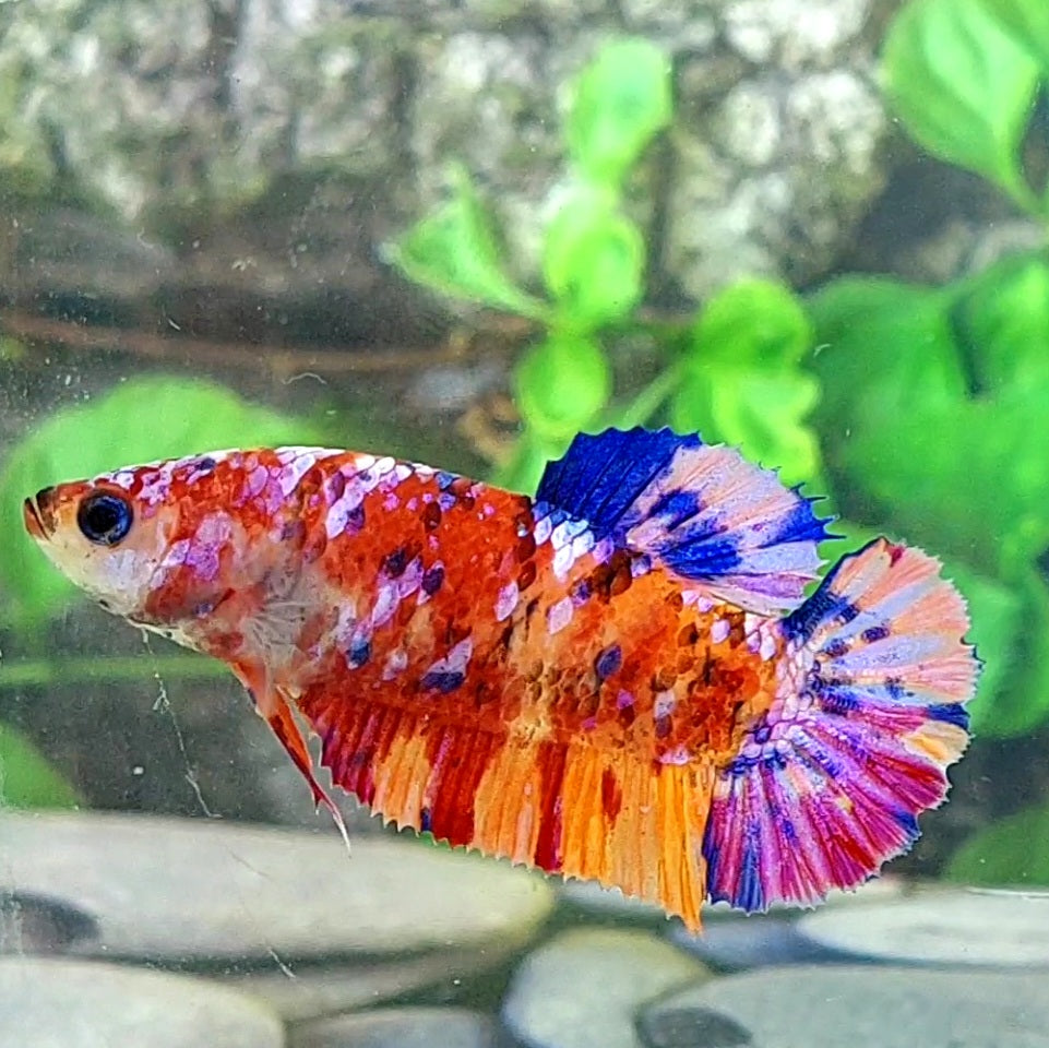 Multicolor Pink Galaxy HMPK Female For Sorority Tank/Breed