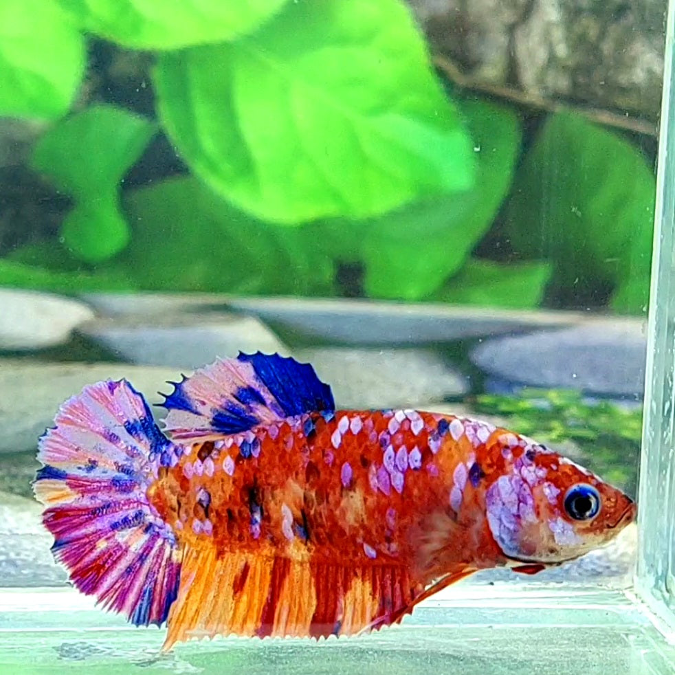 Multicolor Pink Galaxy HMPK Female For Sorority Tank/Breed