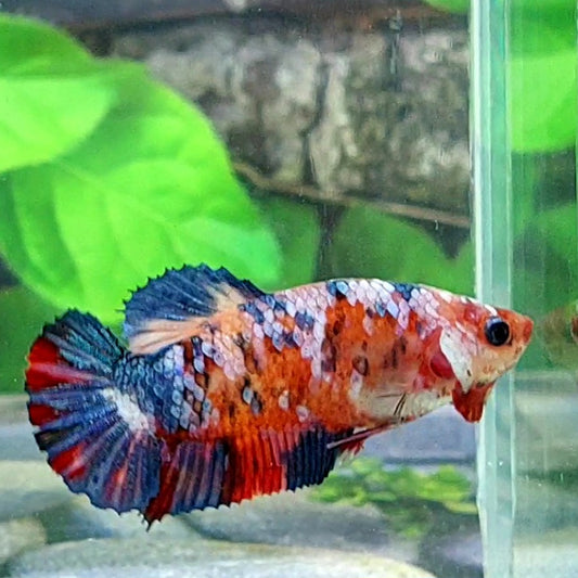 Multicolor Galaxy HMPK Female For Sorority Tank/Breed