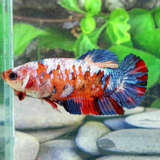 Multicolor Galaxy HMPK Female For Sorority Tank/Breed