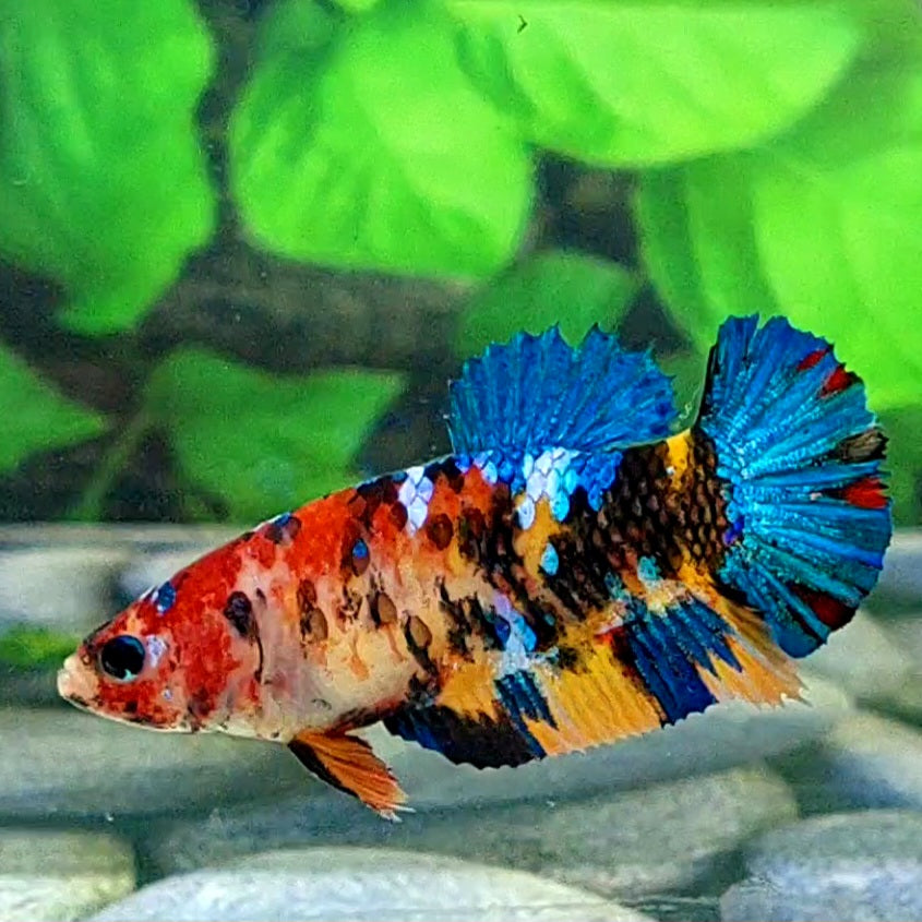 Multicolor Galaxy HMPK Female For Sorority Tank/Breed