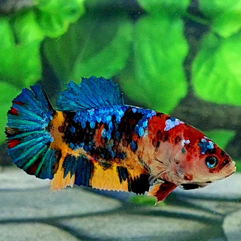 Multicolor Galaxy HMPK Female For Sorority Tank/Breed