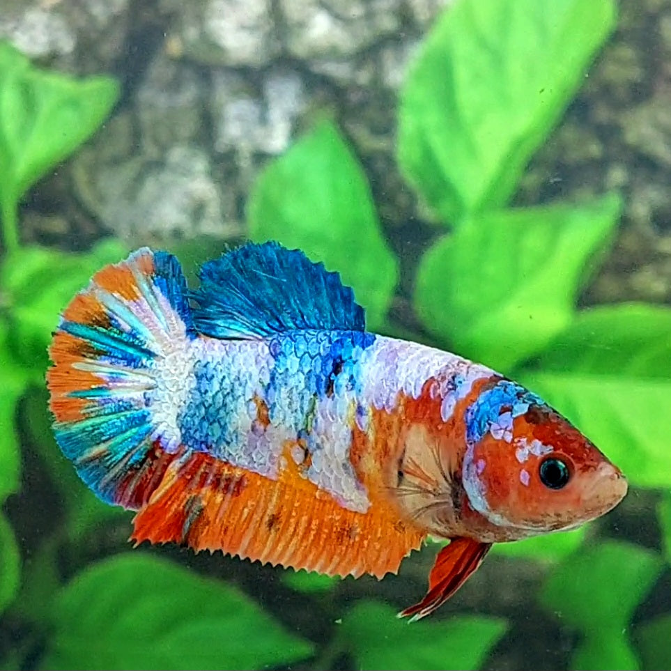 Multicolor Galaxy HMPK Female For Sorority Tank/Breed