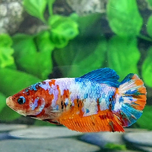 Multicolor Galaxy HMPK Female For Sorority Tank/Breed