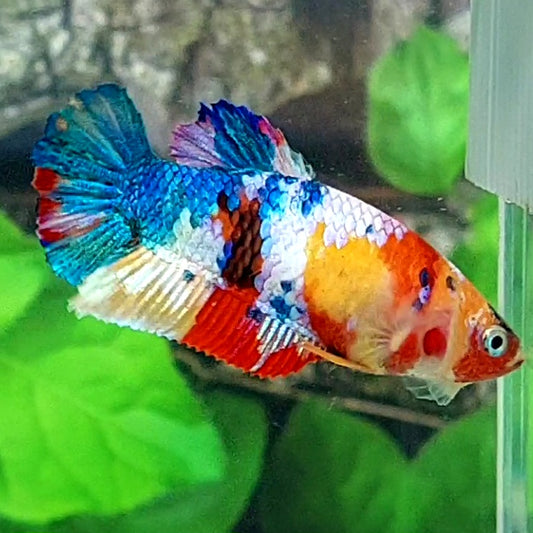 Multicolor Galaxy HMPK Female For Sorority Tank/Breed