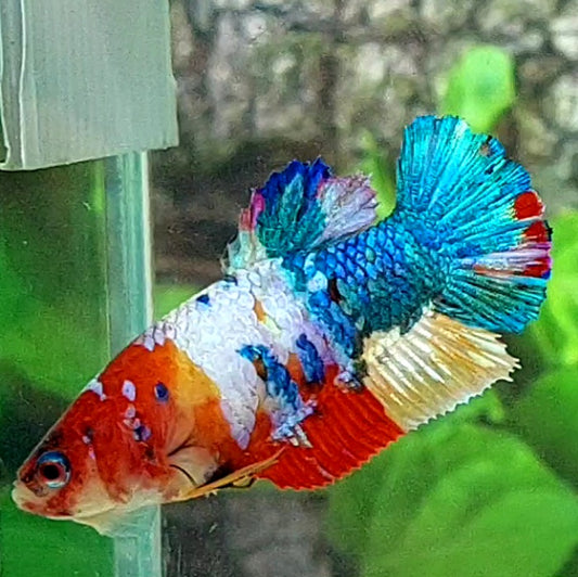 Multicolor Galaxy HMPK Female For Sorority Tank/Breed