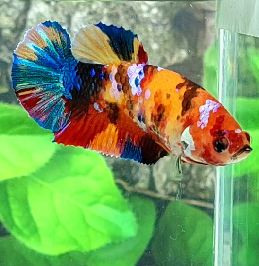 Multicolor Galaxy HMPK Female For Sorority Tank/Breed