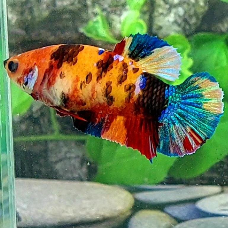 Multicolor Galaxy HMPK Female For Sorority Tank/Breed