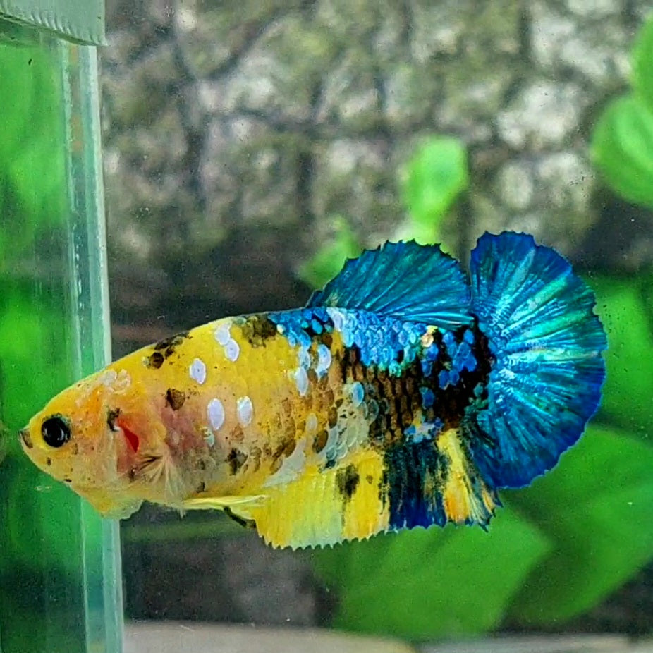 Amarillo cobre púrpura Koi Galaxy HMPK hembra para hermandad de mujeres tanque/raza