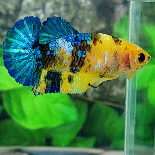 Yellow Blue Galaxy HMPK Female For Sorority Tank/Breed