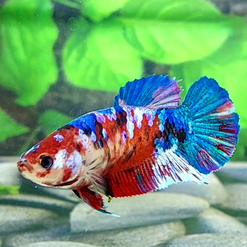 Multicolor Koi Galaxy HMPK Female For Sorority Tank/Breed