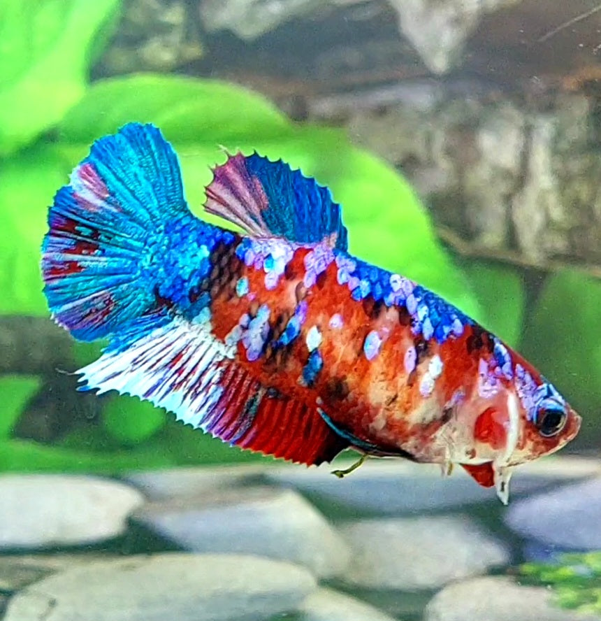 Multicolor Koi Galaxy HMPK Female For Sorority Tank/Breed