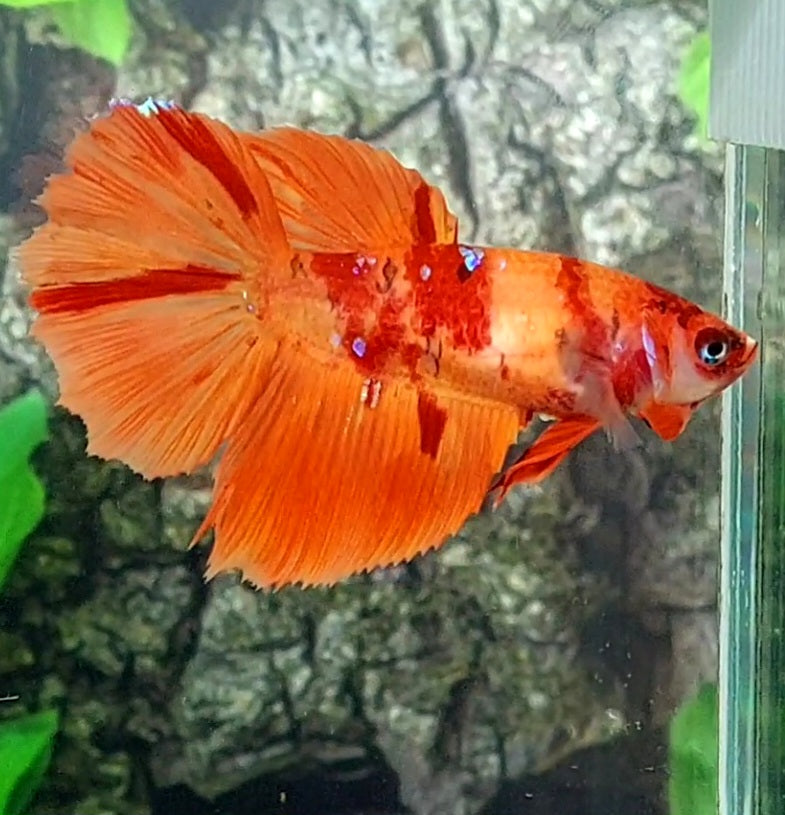 Nemo Galaxy Halfmoon Female For Sorority Tank/Breed