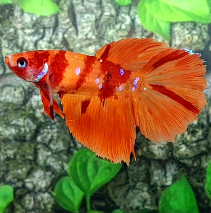 Nemo Galaxy Halfmoon Female For Sorority Tank/Breed