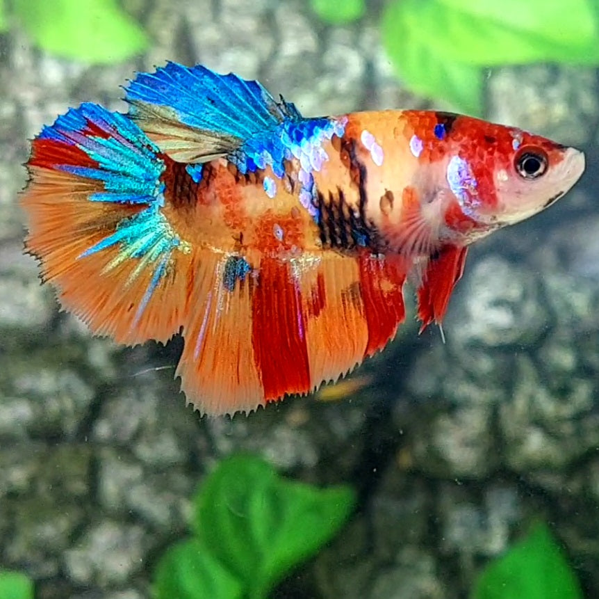 Multicolor Yellowbase Galaxy Halfmoon Female For Sorority Tank/Breed