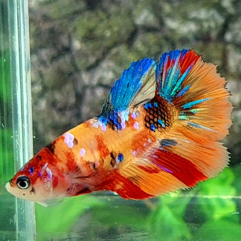 Multicolor Yellowbase Galaxy Halfmoon Female For Sorority Tank/Breed