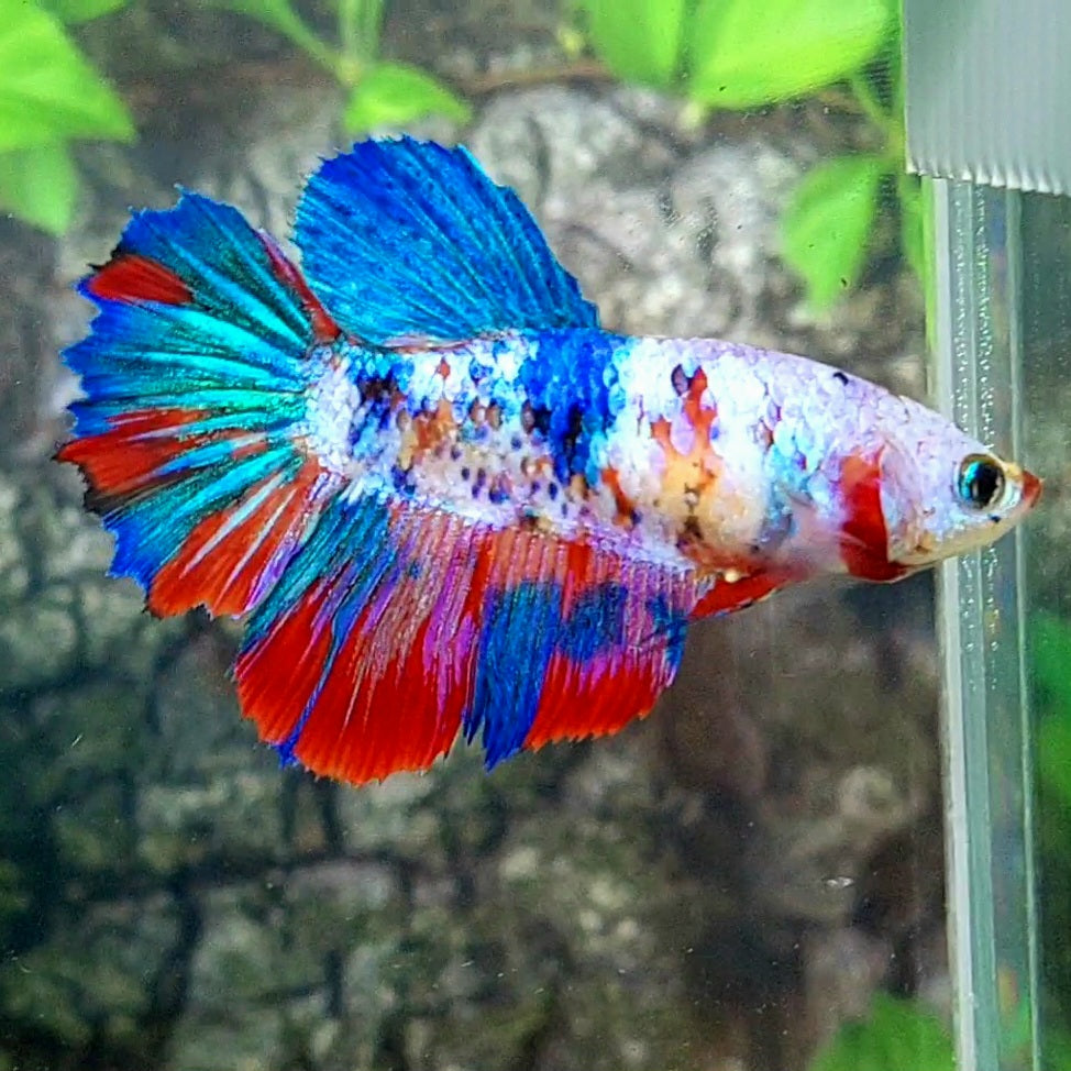 Multicolor Galaxy Halfmoon Female For Sorority Tank/Breed