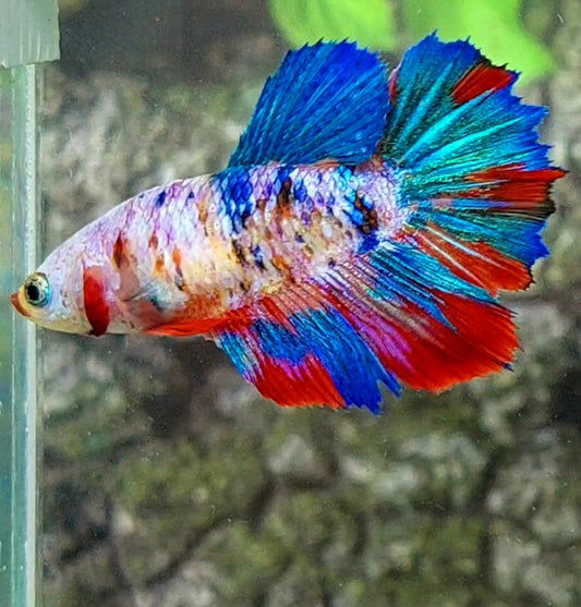 Multicolor Galaxy Halfmoon Female For Sorority Tank/Breed