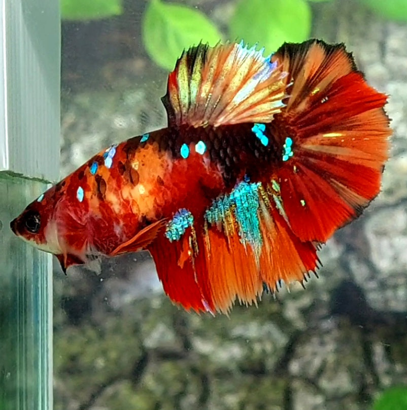 Multicolor Tiger Galaxy Halfmoon Female For Sorority Tank/Breed