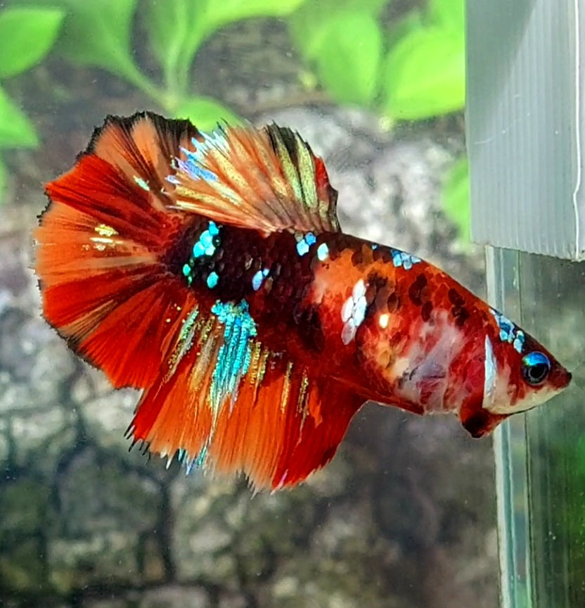 Multicolor Tiger Galaxy Halfmoon Female For Sorority Tank/Breed