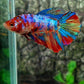 Multicolor Galaxy Halfmoon Female For Sorority Tank/Breed