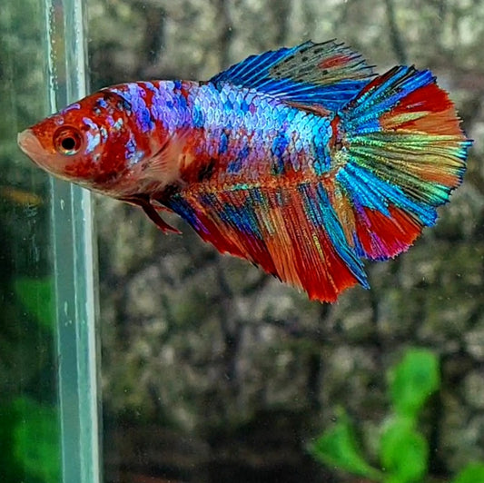 Multicolor Galaxy Halfmoon Female For Sorority Tank/Breed