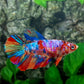 Multicolor Galaxy Halfmoon Female For Sorority Tank/Breed