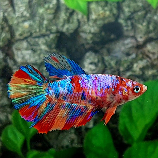 Multicolor Galaxy Halfmoon Female For Sorority Tank/Breed