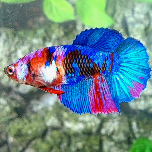 Multicolor Galaxy Halfmoon Female For Sorority Tank/Breed