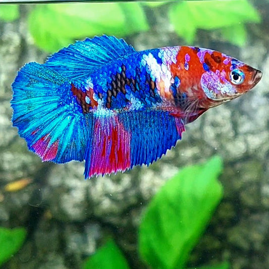 Multicolor Galaxy Halfmoon Female For Sorority Tank/Breed