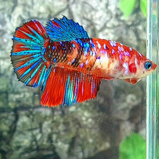 Red Koi Galaxy Halfmoon Female For Sorority Tank/Breed