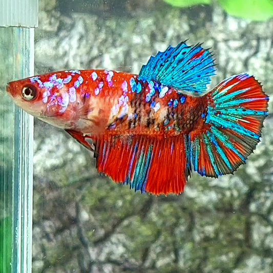 Red Koi Galaxy Halfmoon Female For Sorority Tank/Breed