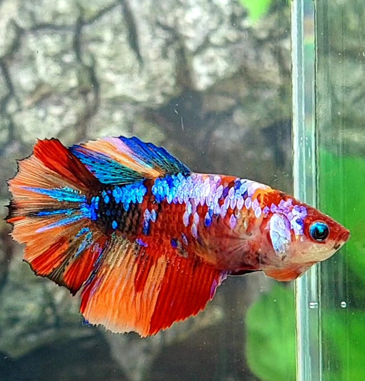 Multicolor Galaxy Halfmoon Female For Sorority Tank/Breed