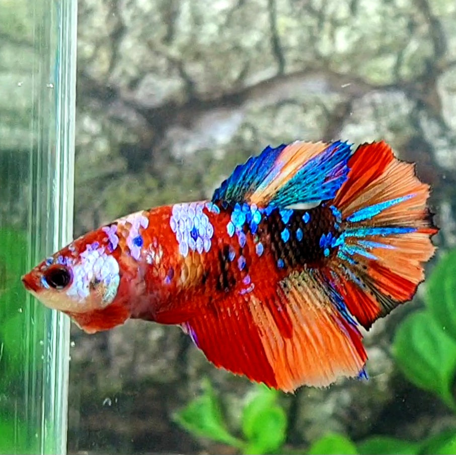 Multicolor Galaxy Halfmoon Female For Sorority Tank/Breed