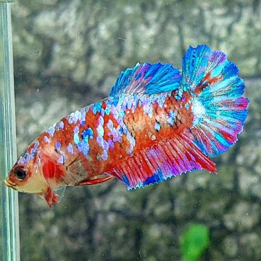 Multicolor Galaxy HMPK Female For Sorority Tank/Breed