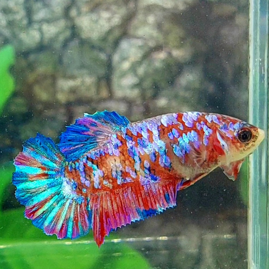 Multicolor Galaxy HMPK Female For Sorority Tank/Breed