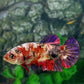 Multicolor Koi Copper Purple HMPK Female For Sorority Tank/Breed