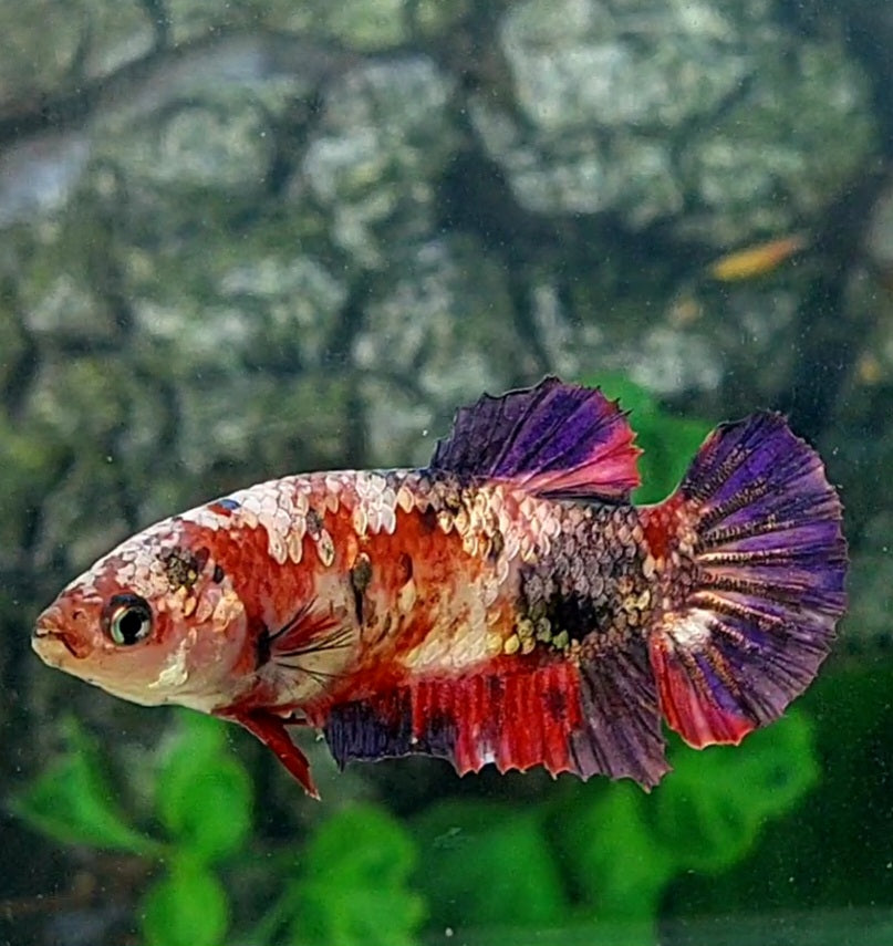 Multicolor Koi Copper Purple HMPK Female For Sorority Tank/Breed