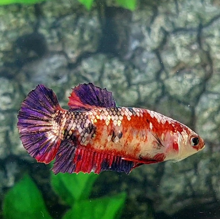 Multicolor Koi Copper Purple HMPK Female For Sorority Tank/Breed