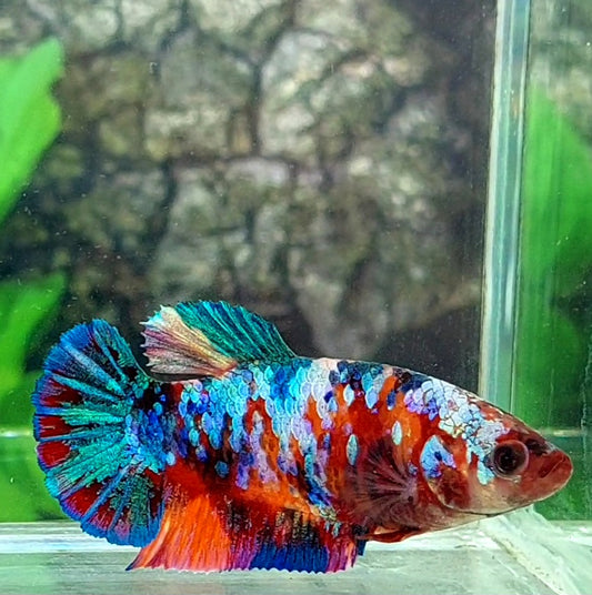 Multicolor Galaxy HMPK Female For Sorority Tank/Breed