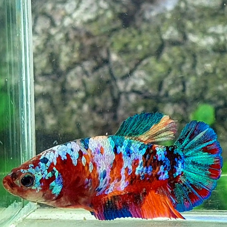 Multicolor Galaxy HMPK Female For Sorority Tank/Breed