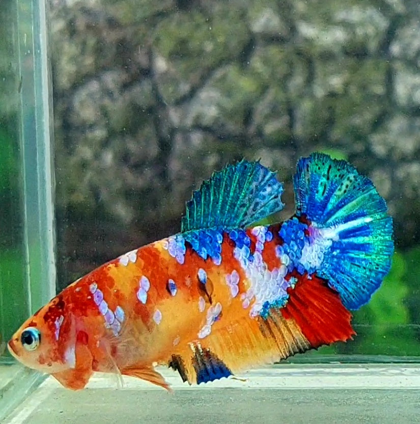 Multicolor Yellowbase Galaxy HMPK Female For Sorority Tank/Breed