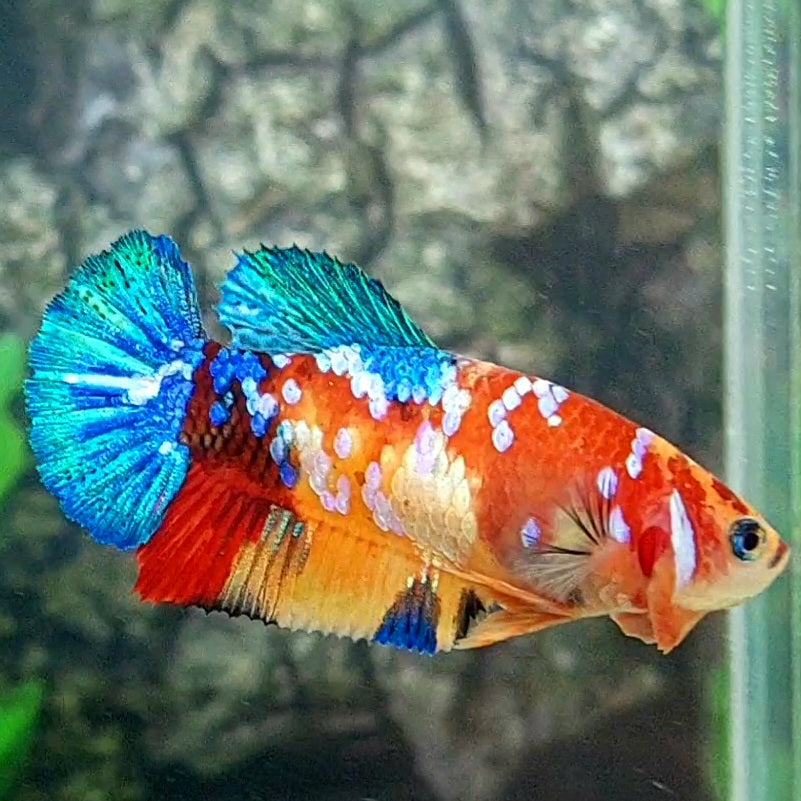 Multicolor Yellowbase Galaxy HMPK Female For Sorority Tank/Breed