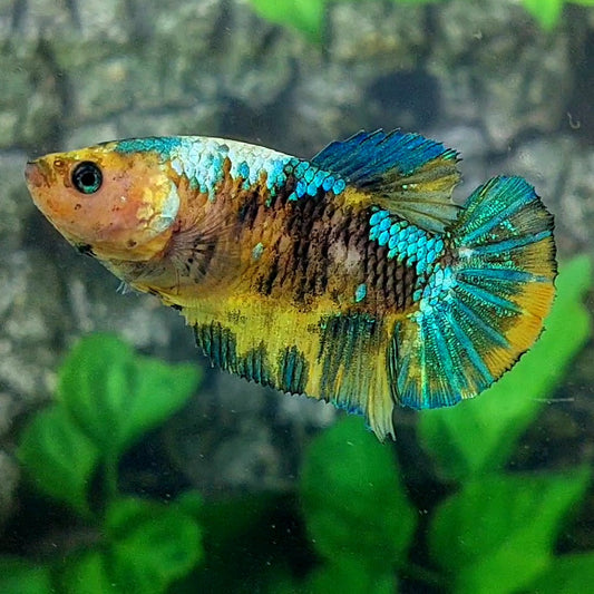 Yellow Green Galaxy HMPK Female For Sorority Tank/Breed