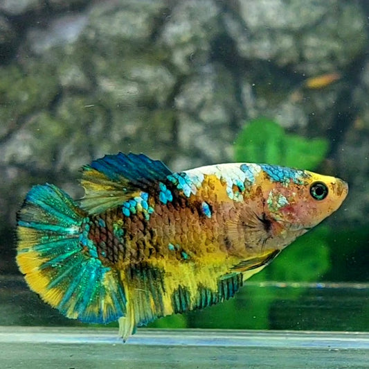 Yellow Green Galaxy HMPK Female For Sorority Tank/Breed