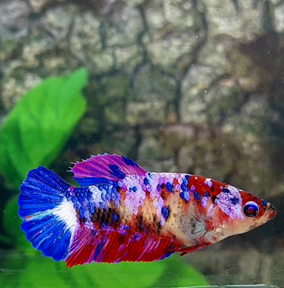 Multicolor Purple Pink Galaxy HMPK Female For Sorority Tank/Breed