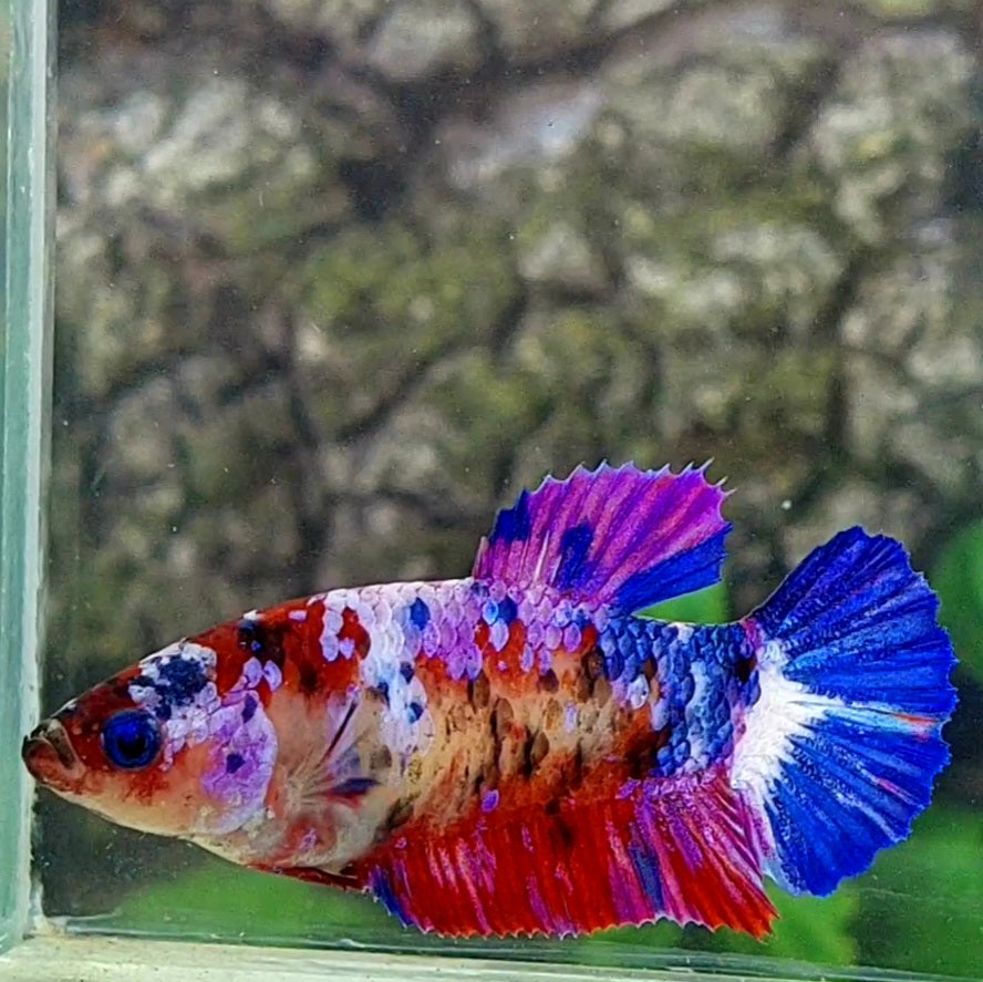 Multicolor Purple Pink Galaxy HMPK Female For Sorority Tank/Breed