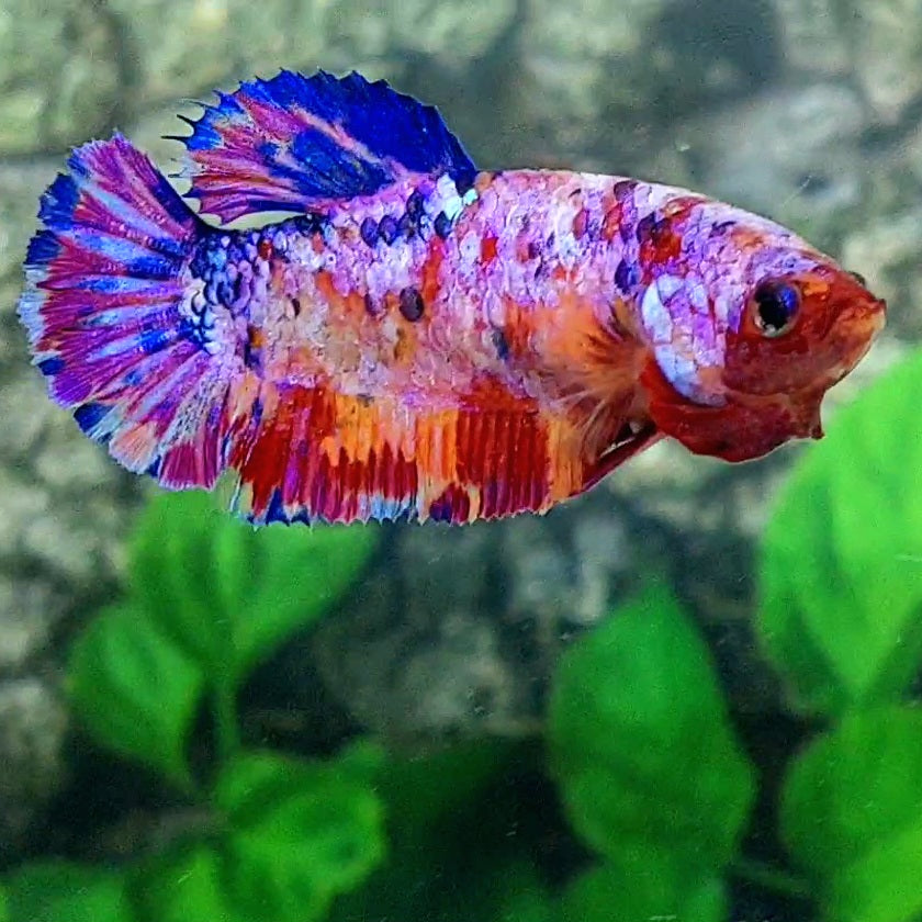 Multicolor Purple Pink Galaxy HMPK Female For Sorority Tank/Breed